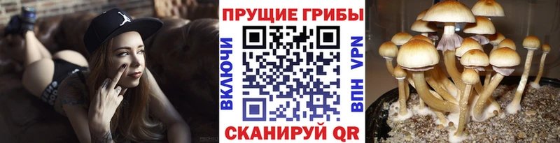 Псилоцибиновые грибы мухоморы  omg онион  Котельниково  купить наркоту 